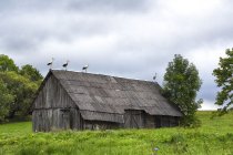 &quot;Stogo sargybiniai&quot; Birutė Simanavičienė